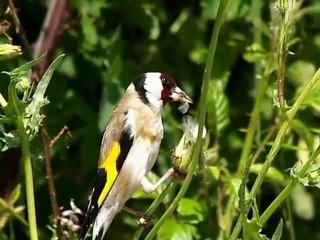 saka-Carduelis Carduelis