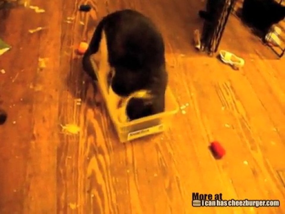 Kitteh Tries to Fit in Too-Small Box