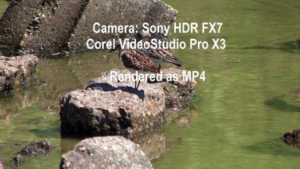 Test: Corel VideoStudio Pro x3 and MP4