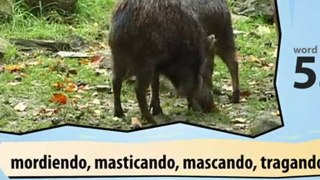Learn Spanish with Video -- Jungle Animals
