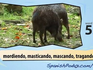 Learn Spanish with Video -- Jungle Animals