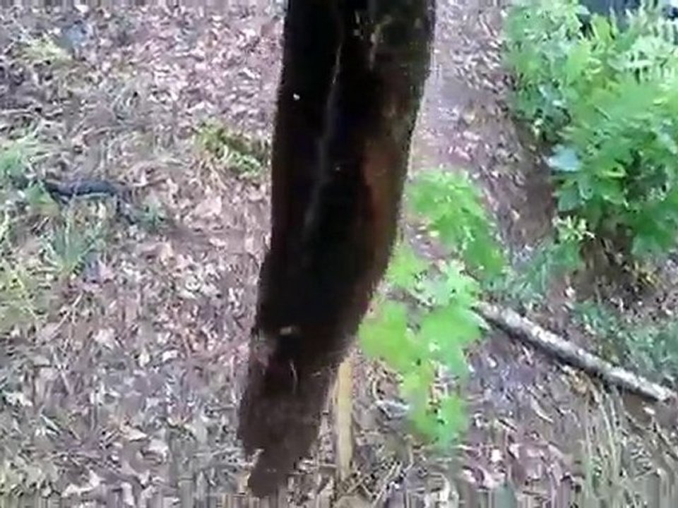 bowfin