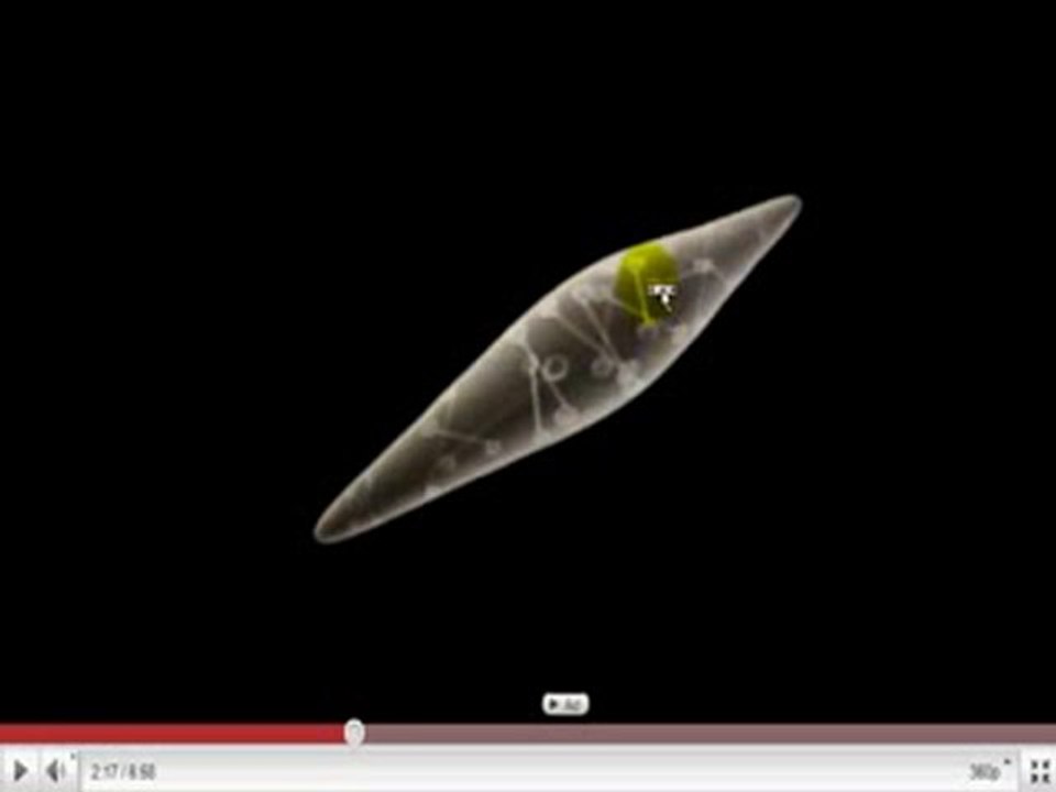 Fisiologia del deporte Musculo4 cienciaydeporteorg