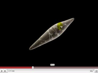 Fisiologia del deporte Musculo4 cienciaydeporteorg