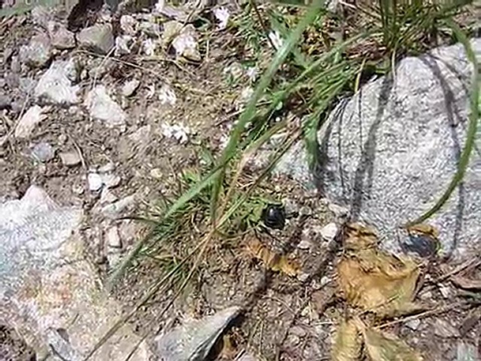 Thanatose du scarabée