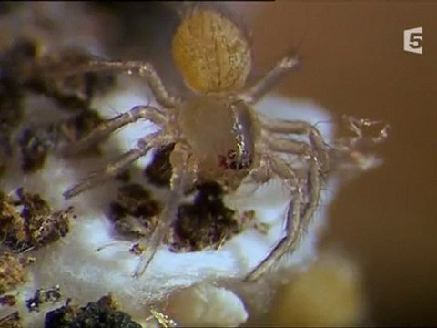 jungle d'afrique : les araignées (3)