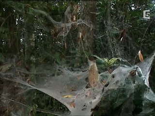 jungle d'afrique : les araignées (4 et fin)