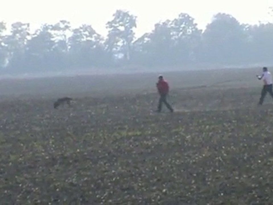 FCI-Quali-2010-GRUBER/Apollon-Fährte