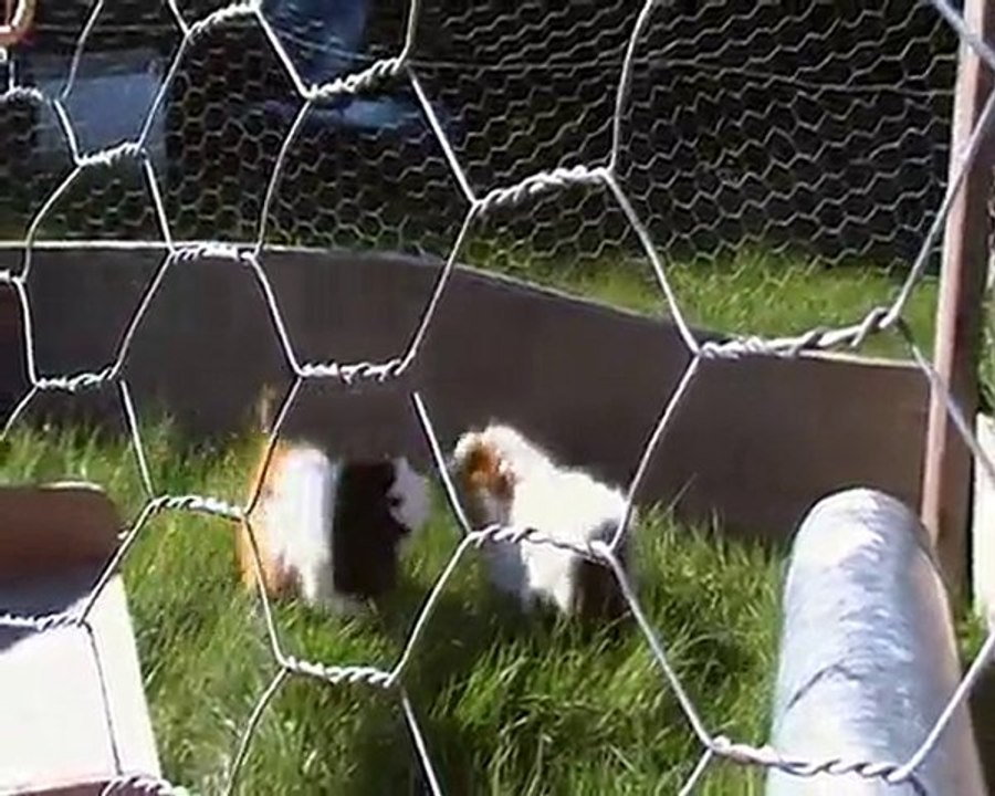 bagarre de cochon d'inde