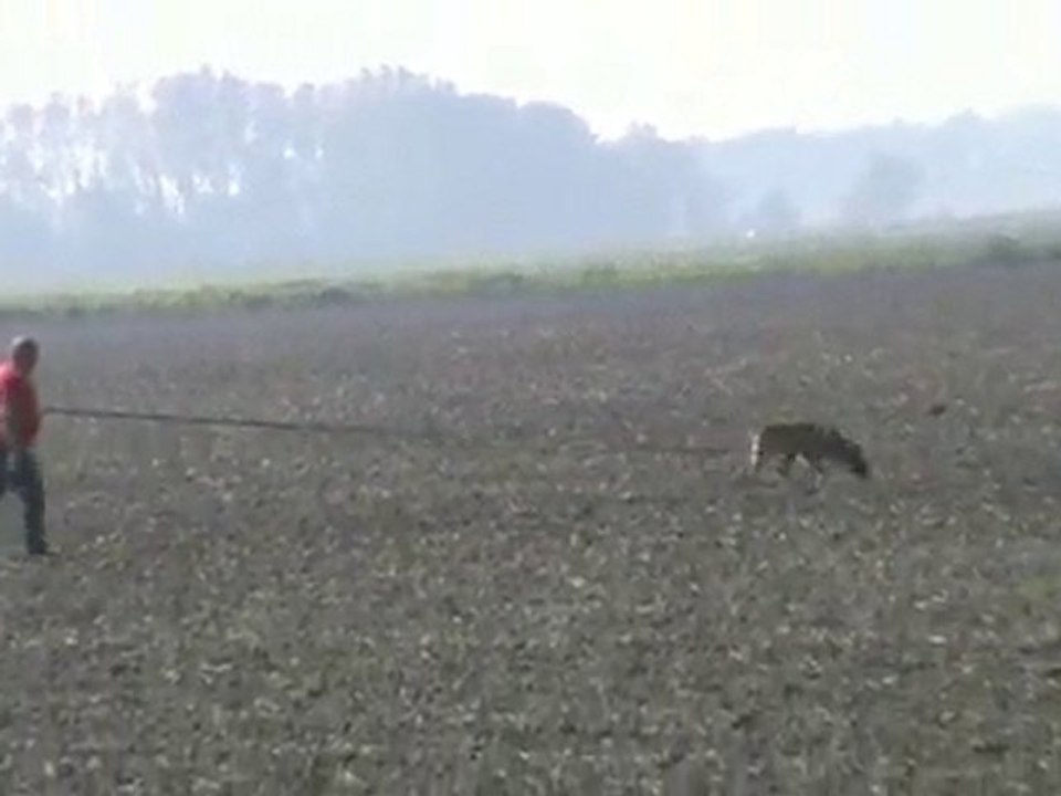 FCI-Quali-2010-FRISCH/Adami-Fährte