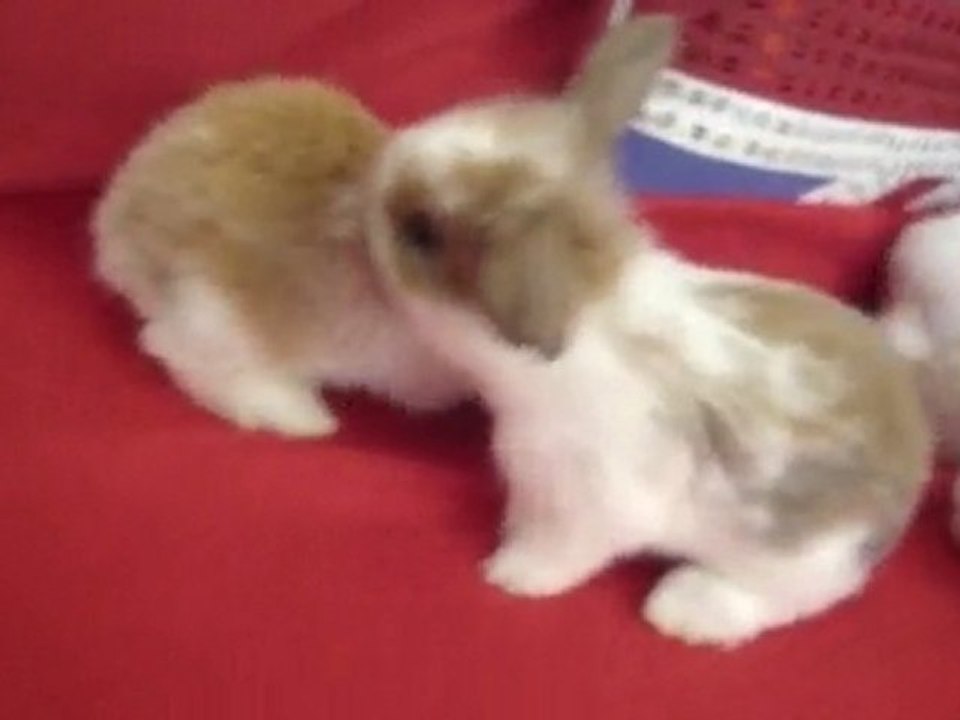 Les Lapins Minidoux, présentation de la portée béliers teddy