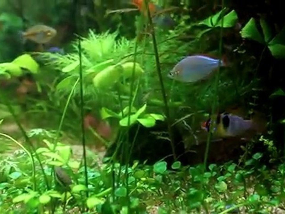 défense oeufs ramizeri