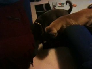 c'est mon jouet !!!!