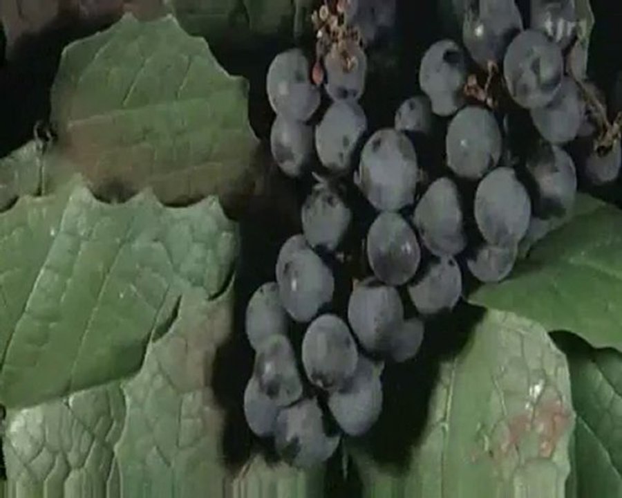 Du raisin mais traité