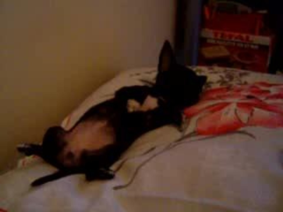 Lily fait dodo