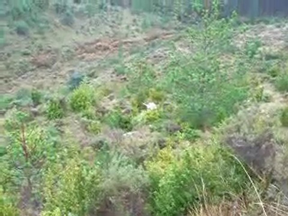 Ariegeois y liebres 5