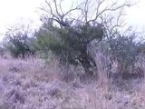 How to hunt whitetail deer using 4n2 rattling antlers