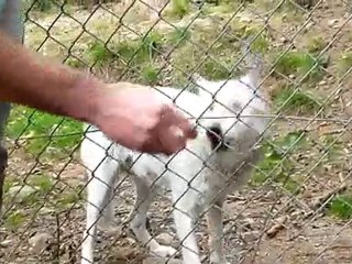 09 10 10 gevaudan louve porte ouverte