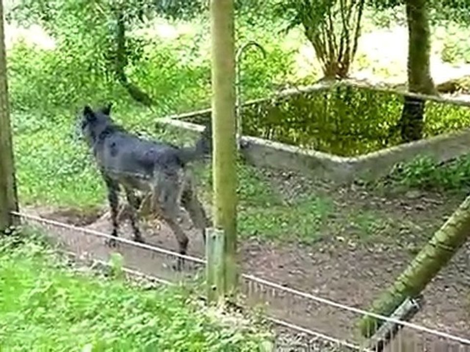 loups noirs hurlement merzig