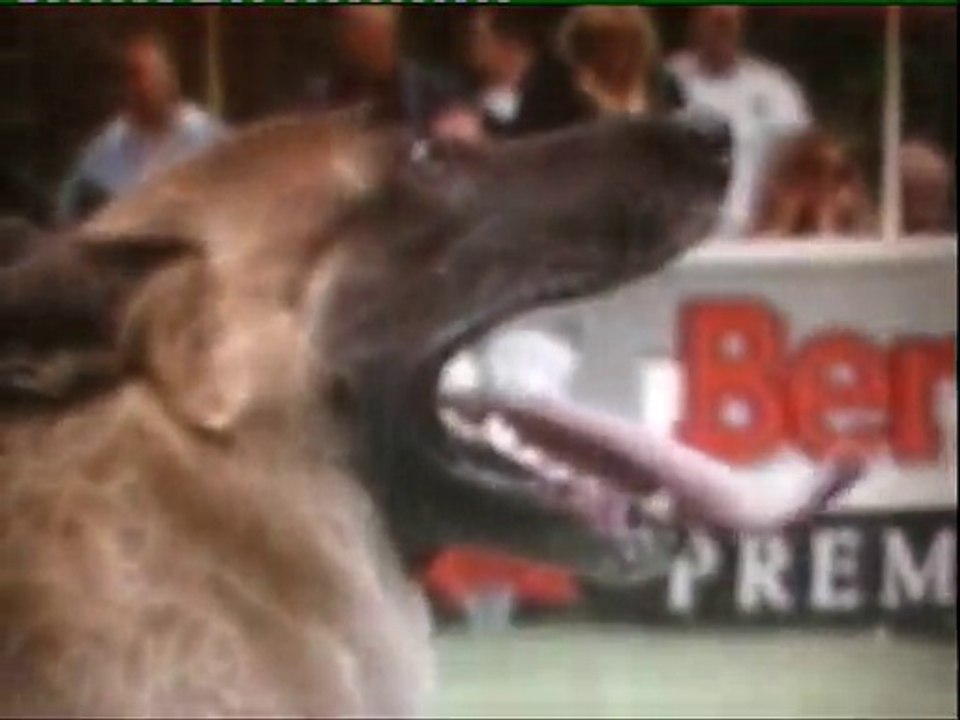 "Dances With Malinois "  NVBK