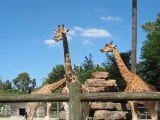 La Flèche : girafes zoo