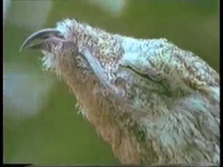 Kamuflaj ustası kuş