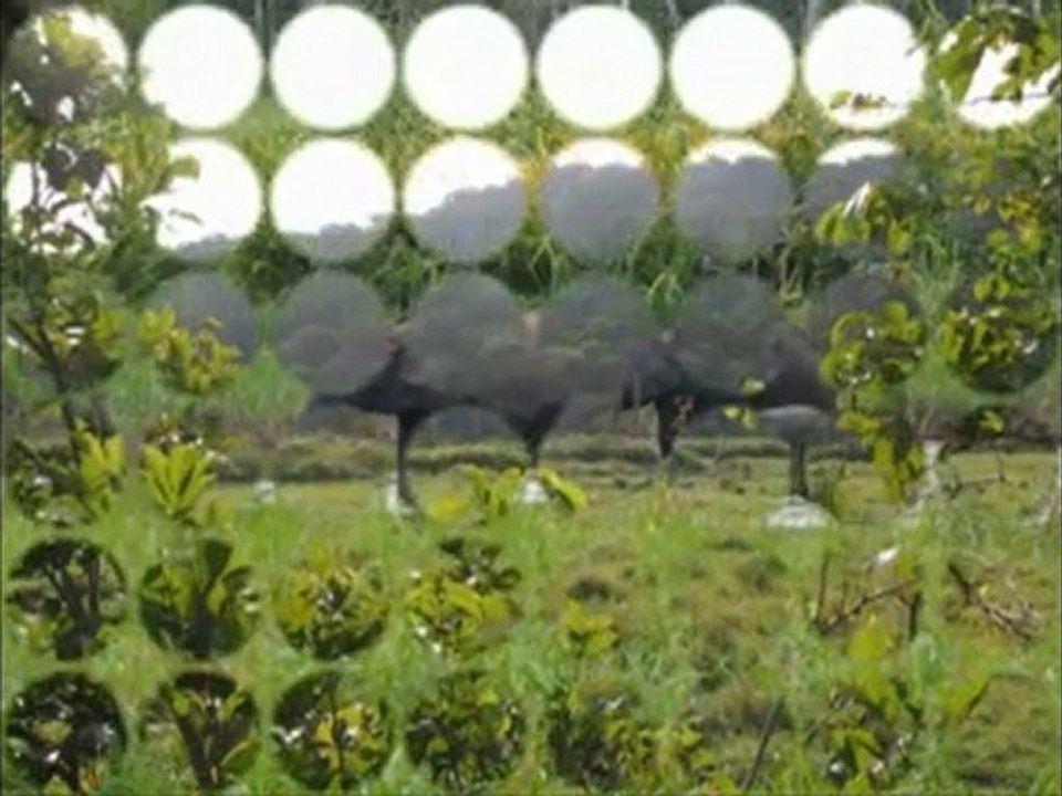 MOMBA (SUITE 3) PAR HELENE