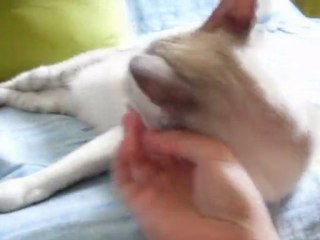 Capsule (à adopter)