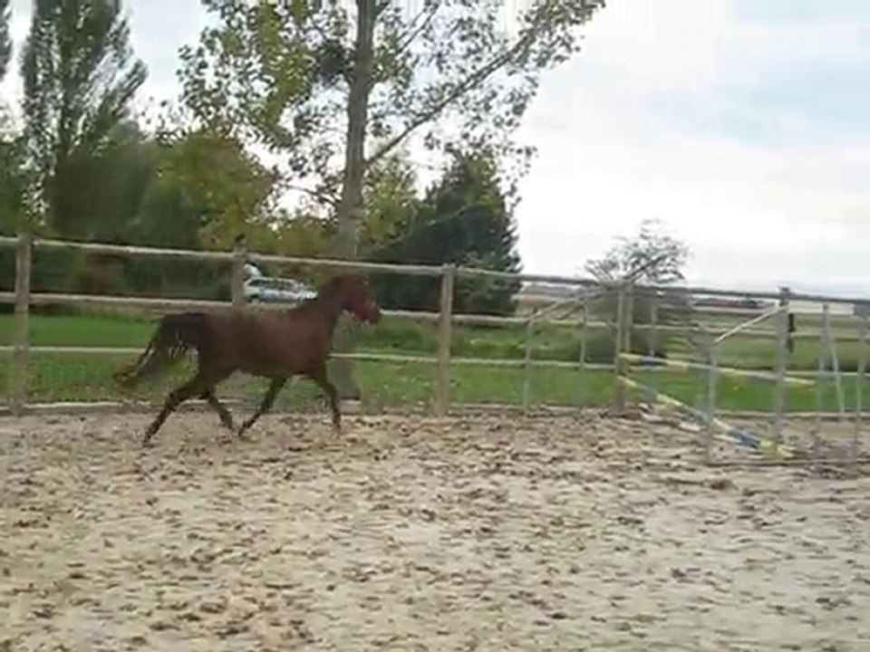 sagesse seulande saut en liberté