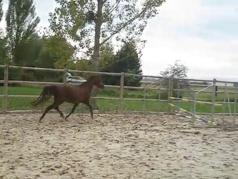 sagesse seulande saut en liberté
