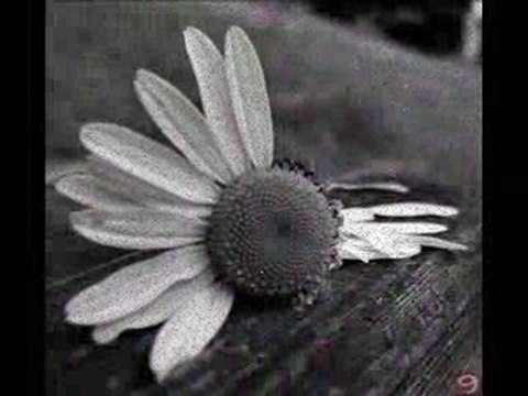 Tadı yok sensiz geçen ne baharın ne yazın & Melihat Gülses Koray Safkan