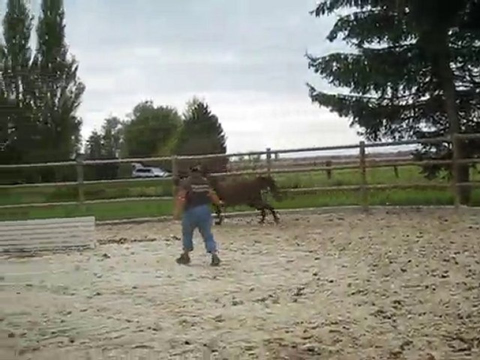 sagesse seulande saut en liberté oxer