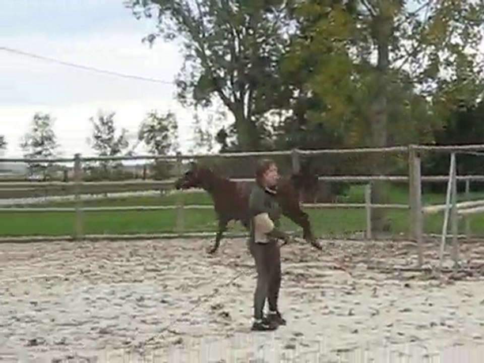 sagesse seulande saut en liberté oxer 2