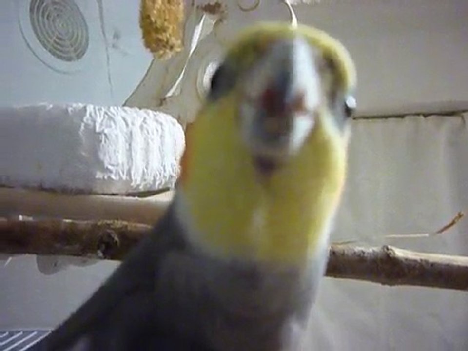 calopsitte ,jorj ,kill bill à sa façon !!!