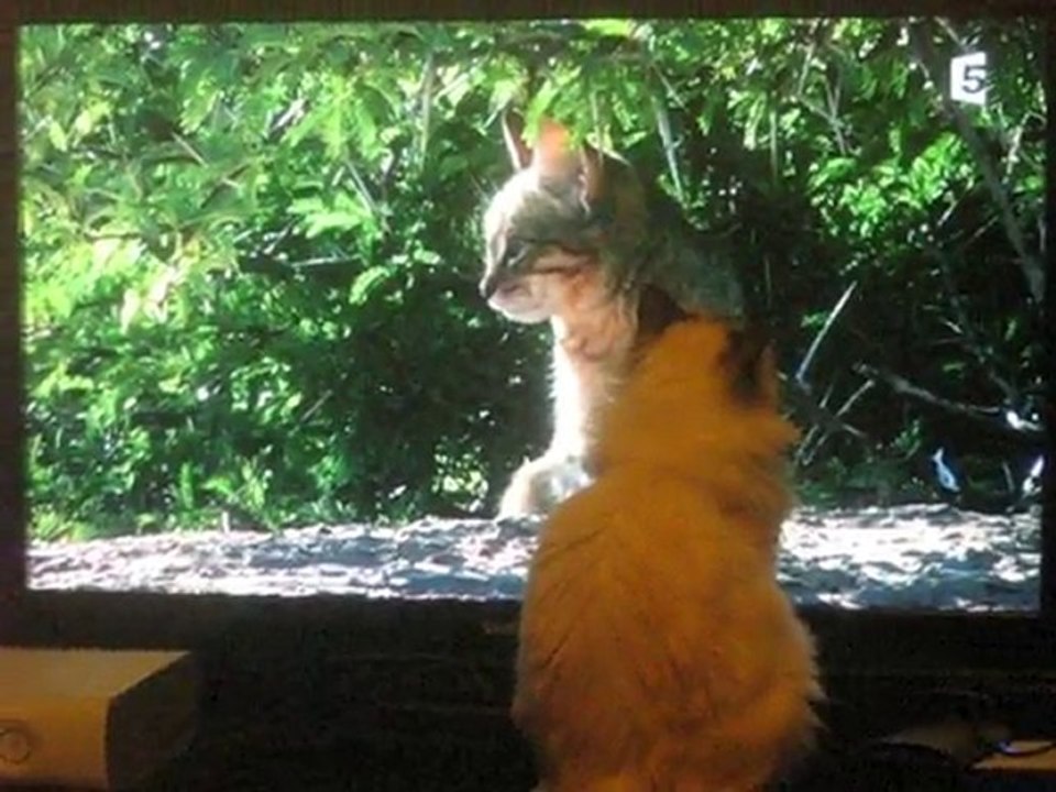 weech' and the tv