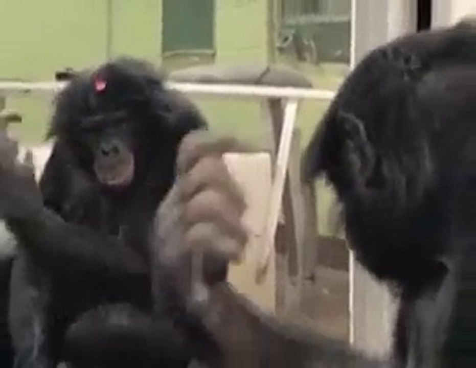 La consciencia de los animales