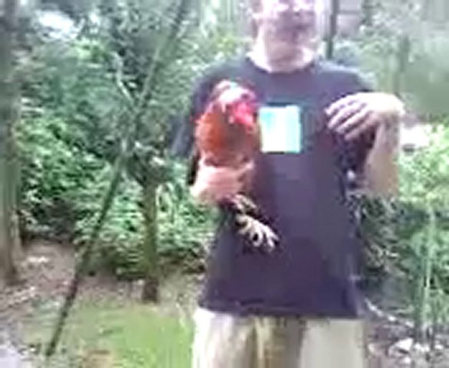 un coq qui fume un pétard