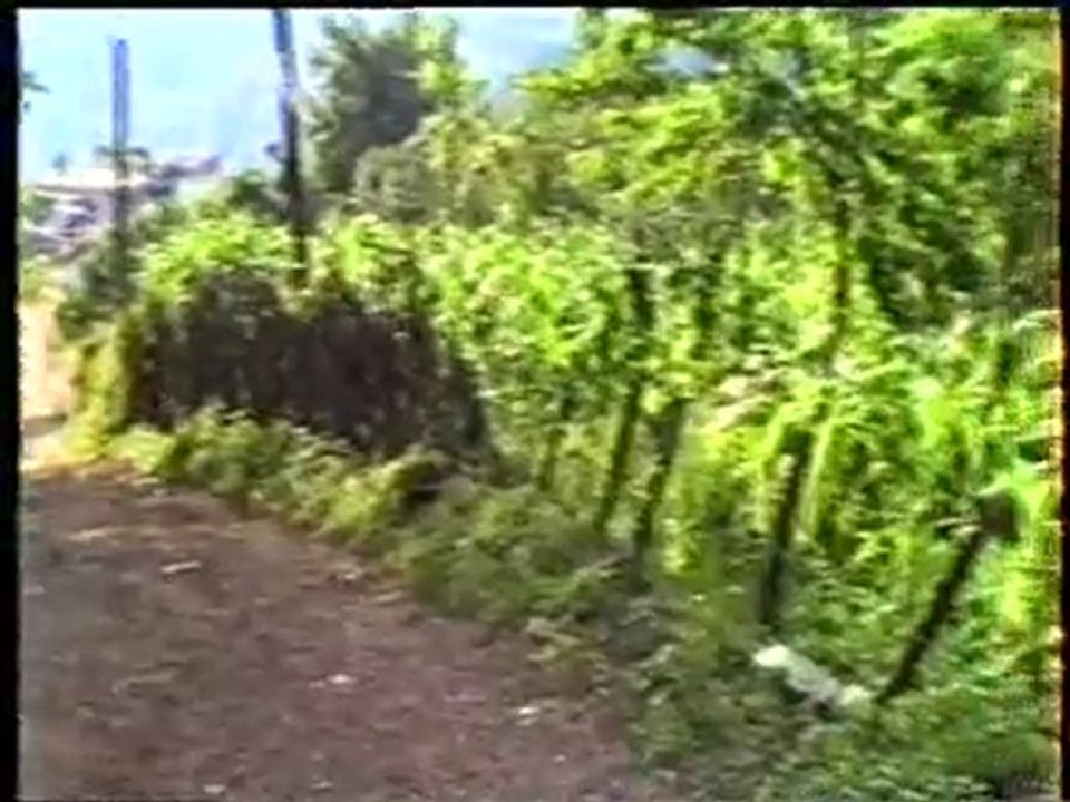 PERŞEMBE KAZANCILIKÖYÜ SALİ KURNAZ YILMAZ KARA