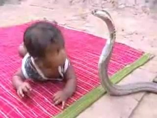 Kobra ile Oyun Oynayan Çocuk