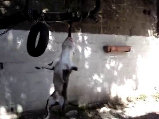 full effect faro jump 88