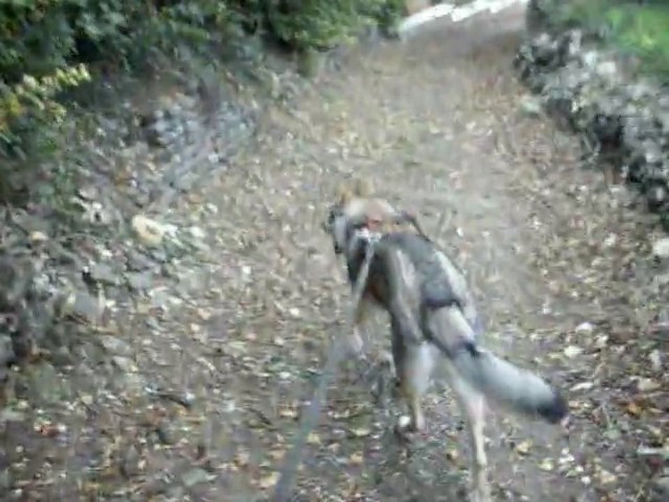 Loup Tchèque en recherche !  A.G.E.C.