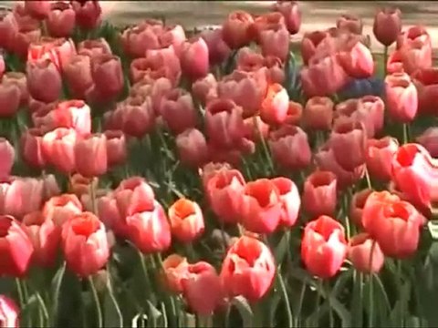 SENİ SEVMEYE DEVAM-MÜSLÜM GÜRSES