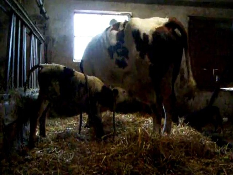 une vache et son veau