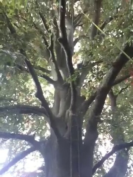 Dans un arbre ...