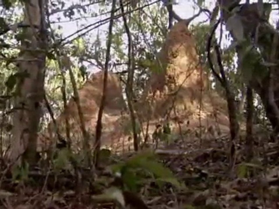 L'attaque des fourmis part 3