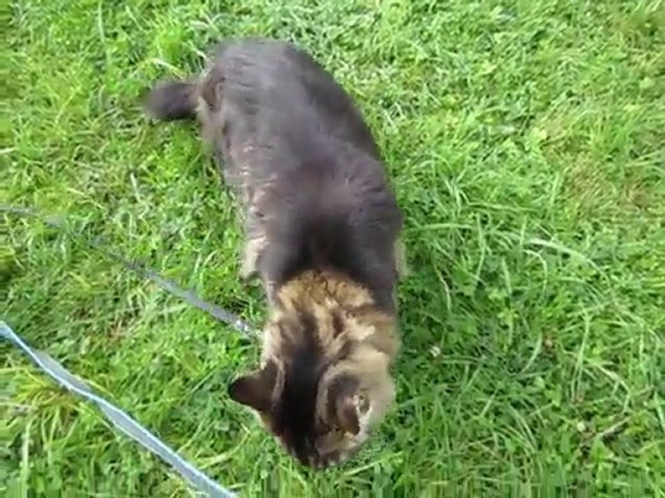 CHAT DOUX GEANT BROUTANT!!!!!!!!!!