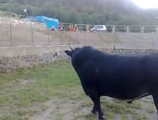 Kafkasör 2010 Başboğası Muhteşem Video-www.artvinliyiz.net