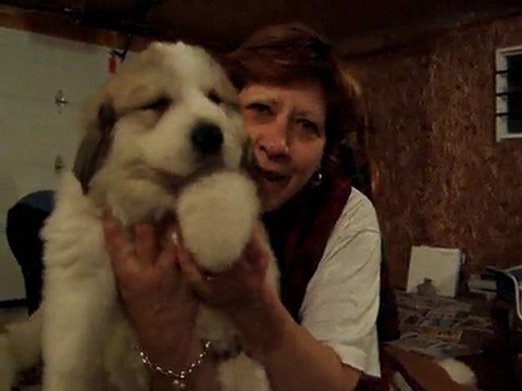 Montagne des Pyrénées(CHIOTS MISSY & MAYO -2005)