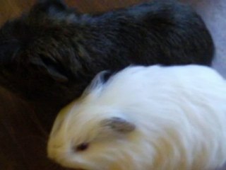 mes cochon d inde