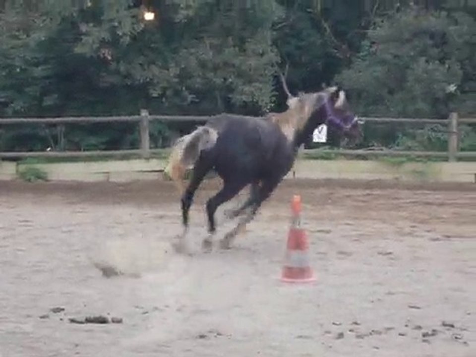 séance de longe Silver Sam "recadrage"